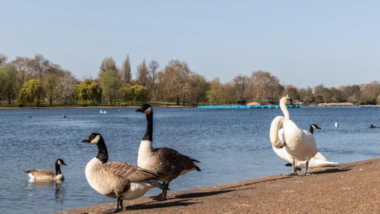 Swans at a lake