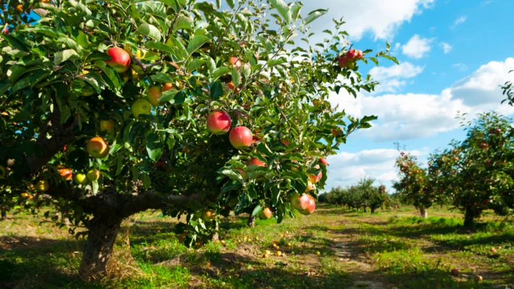 Apple tree field